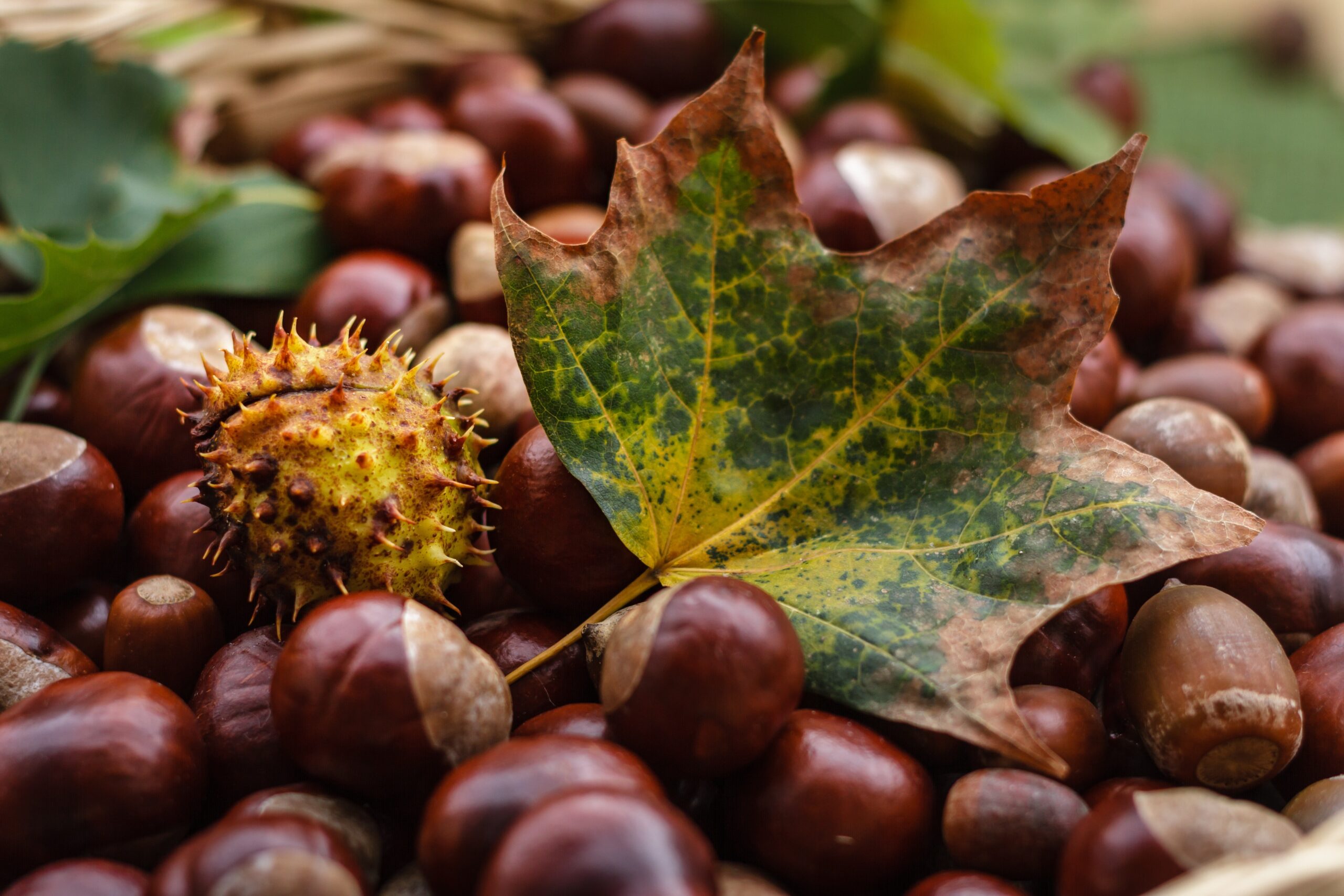 Le castagne